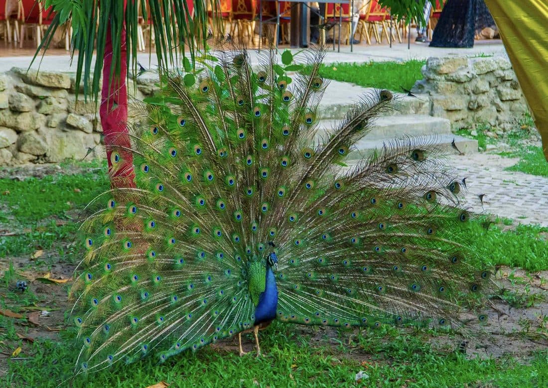 Discover Bonny, tourism on Bonny Island